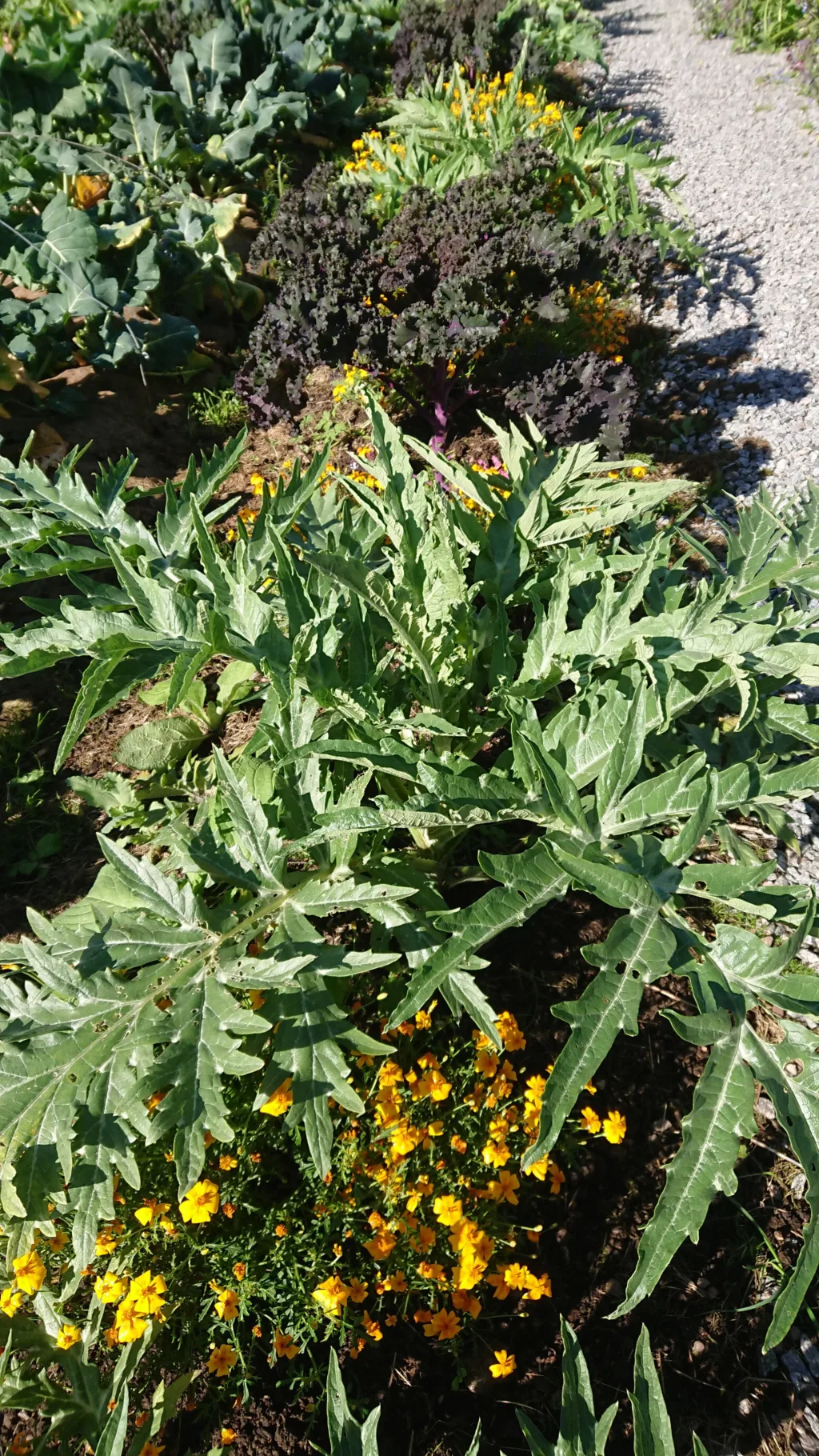 Artisjokken gjør seg som prydplante. Foto: Susanne Friis Pedersen Artisjokken gjør seg som prydplante. Foto: Susanne Friis Pedersen