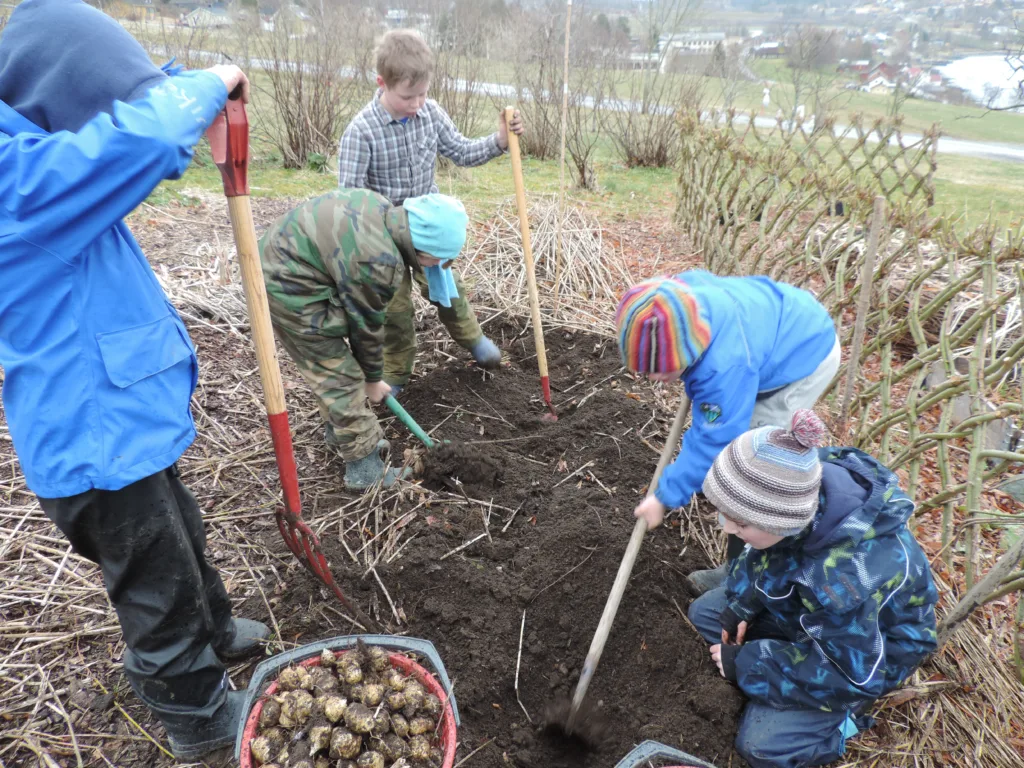 Jordskokk kan lagres i jorda over vinteren og høstes tidlig på våren neste år. Foto: Kirsty McKinnon Jordskokk kan lagres i jorda over vinteren og høstes tidlig på våren neste år. Foto: Kirsty McKinnon