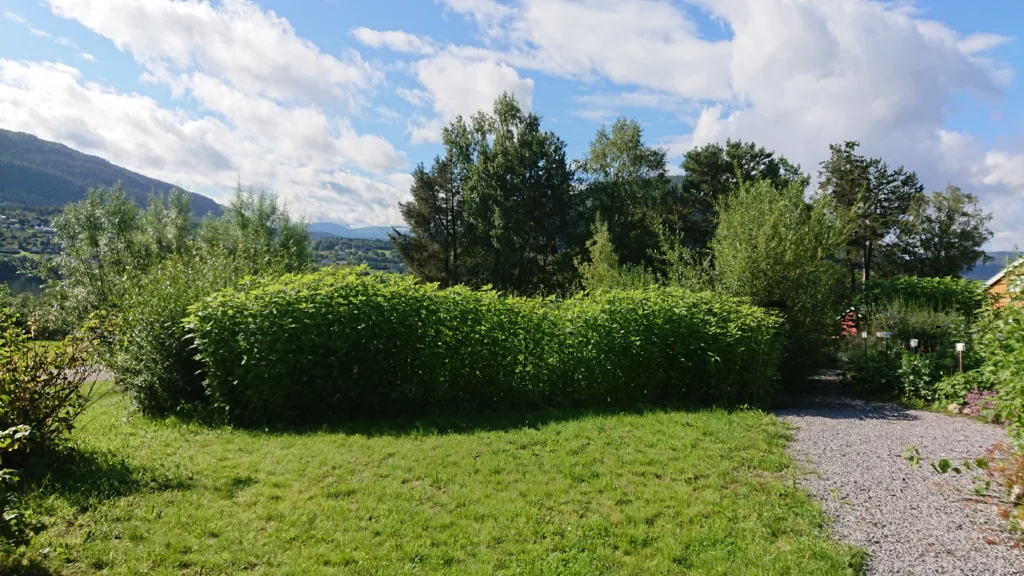 Høye jordskokkplanter kan gi le i hagen. Foto: Susanne Friis Pedersen Høye jordskokkplanter kan gi le i hagen. Foto: Susanne Friis Pedersen