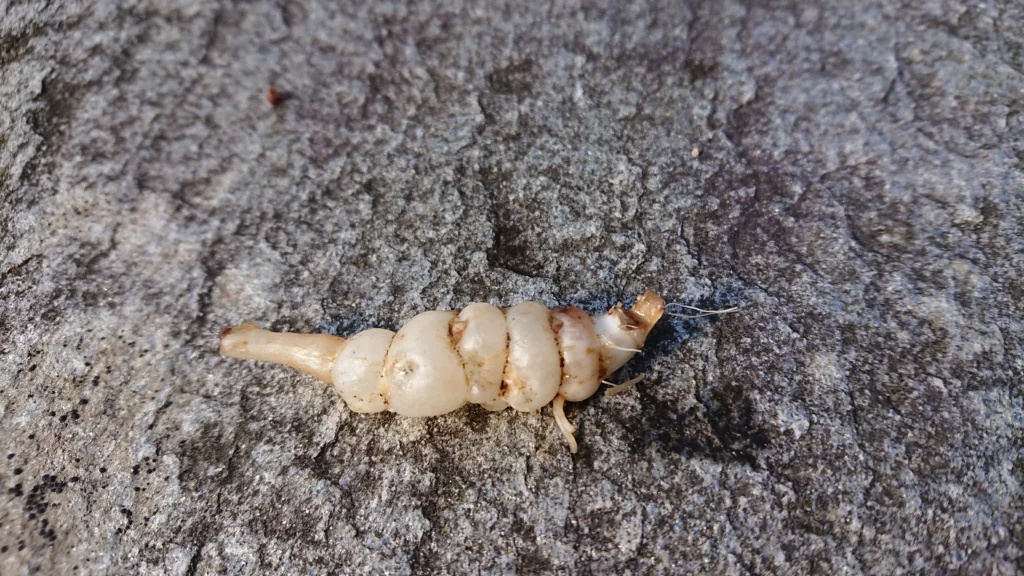 Kinaskokk, crosne, chorogi, Michelin-mann - kjært barn har mange navn. Foto: Susanne Friis Pedersen Kinaskokk, crosne, chorogi, Michelin-mann - kjært barn har mange navn. Foto: Susanne Friis Pedersen