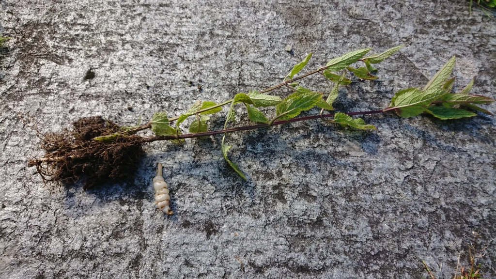 Kinaskokk tar ikke opp mye plass i hagen. Foto: Susanne Friis Pedersen Kinaskokk tar ikke opp mye plass i hagen. Foto: Susanne Friis Pedersen