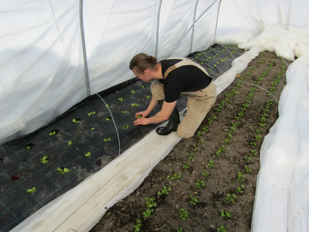 Flyttbare dyrkingstunneler gjører det mulig å dyrke nesten det samme som dyrkes i Sør-Sverige. Flyttbarheten muliggjør for et bærekraftig vekstskifte