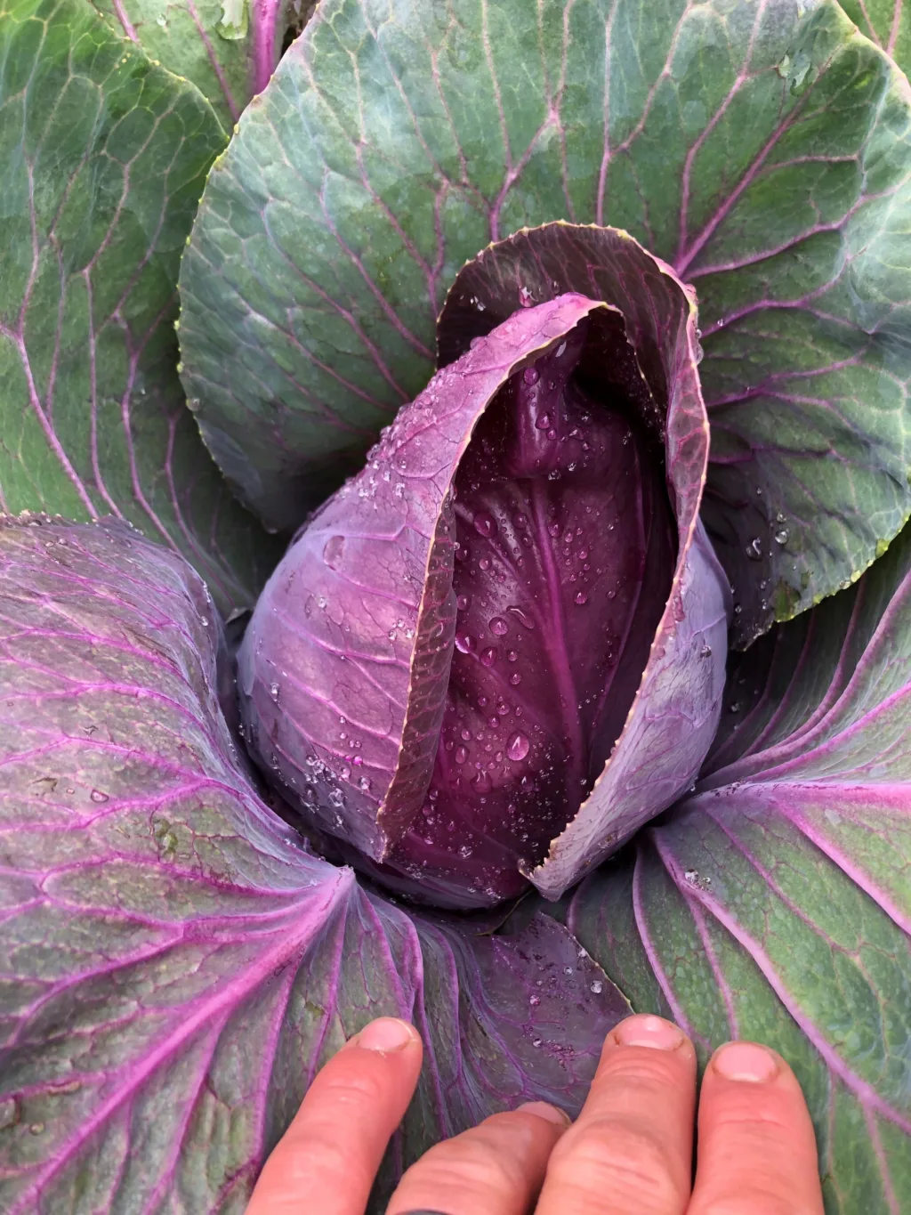 Kålen trives godt i et nordlig klima. Det dyrkes omtrent 10.000 kålplanter på gården