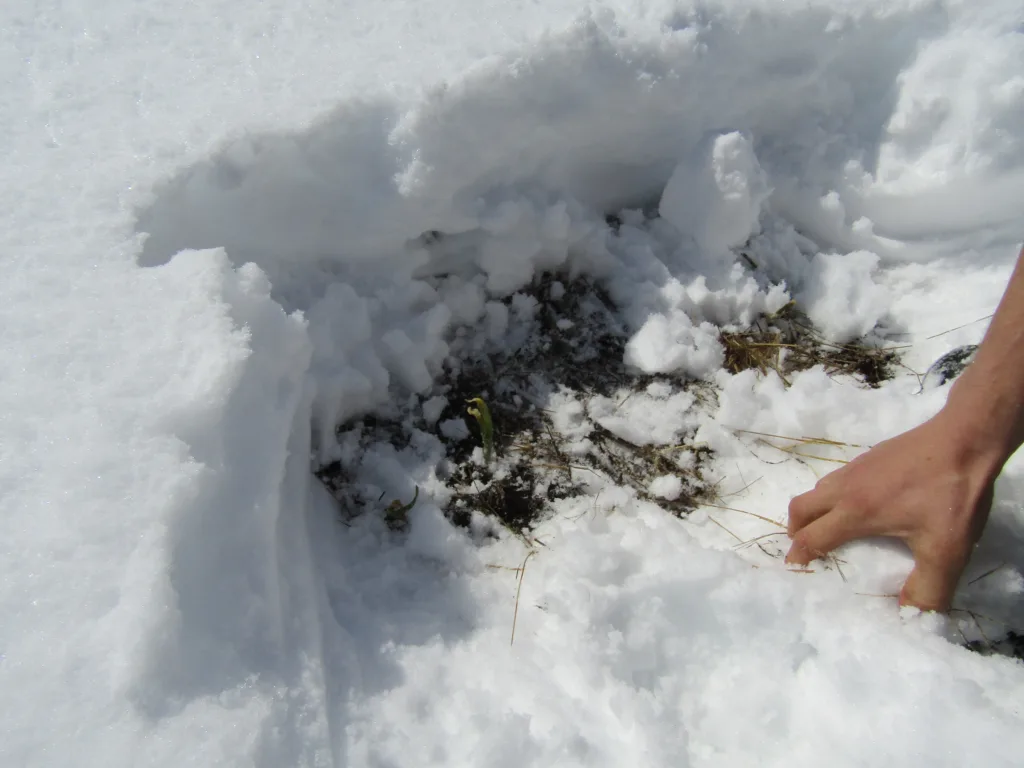 Dyrking i Jämtland kan være utfordrende. Her strever hvitløken under et tykt snødekke, 28. april 2023