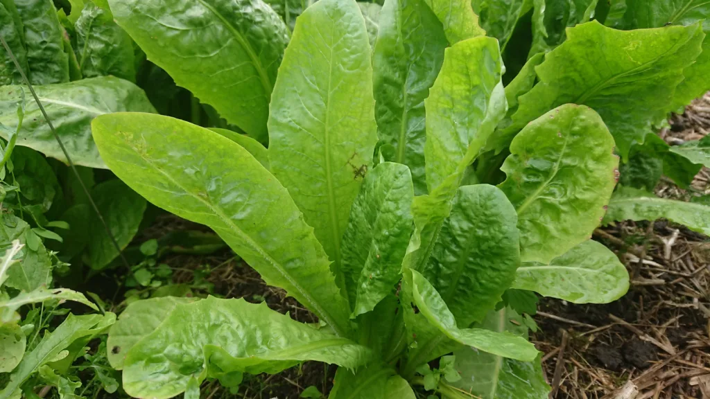 Bladvekst på julesalat minner på blad fra løvetann. Foto: Susanne Friis Pedersen