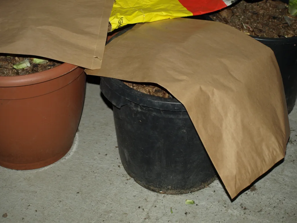 Mørklegging kan gjøres med en "papirhatt". Foto: Susanne Friis Pedersen