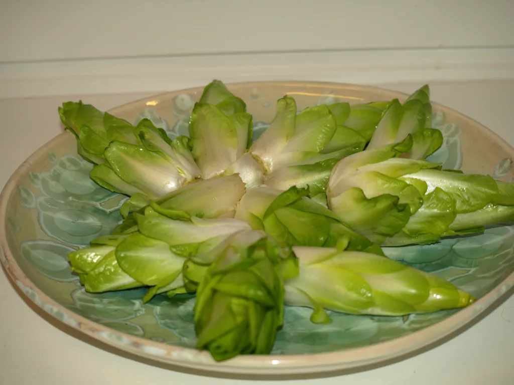 Julesalat av beste kvalitet er rotskudd med faste, spisse hoder. Foto: Susanne Friis Pedersen