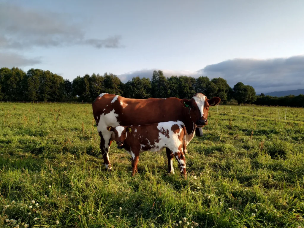 Merpris på melk eller et velferds-tillegg til melkeproduksjonsgårder som praktiserer samvær, kan være aktuelle tiltak for å imøtekomme eventuelle fremtidige krav om tilrettelegging for mer naturlig atferd i melkeproduksjonen.