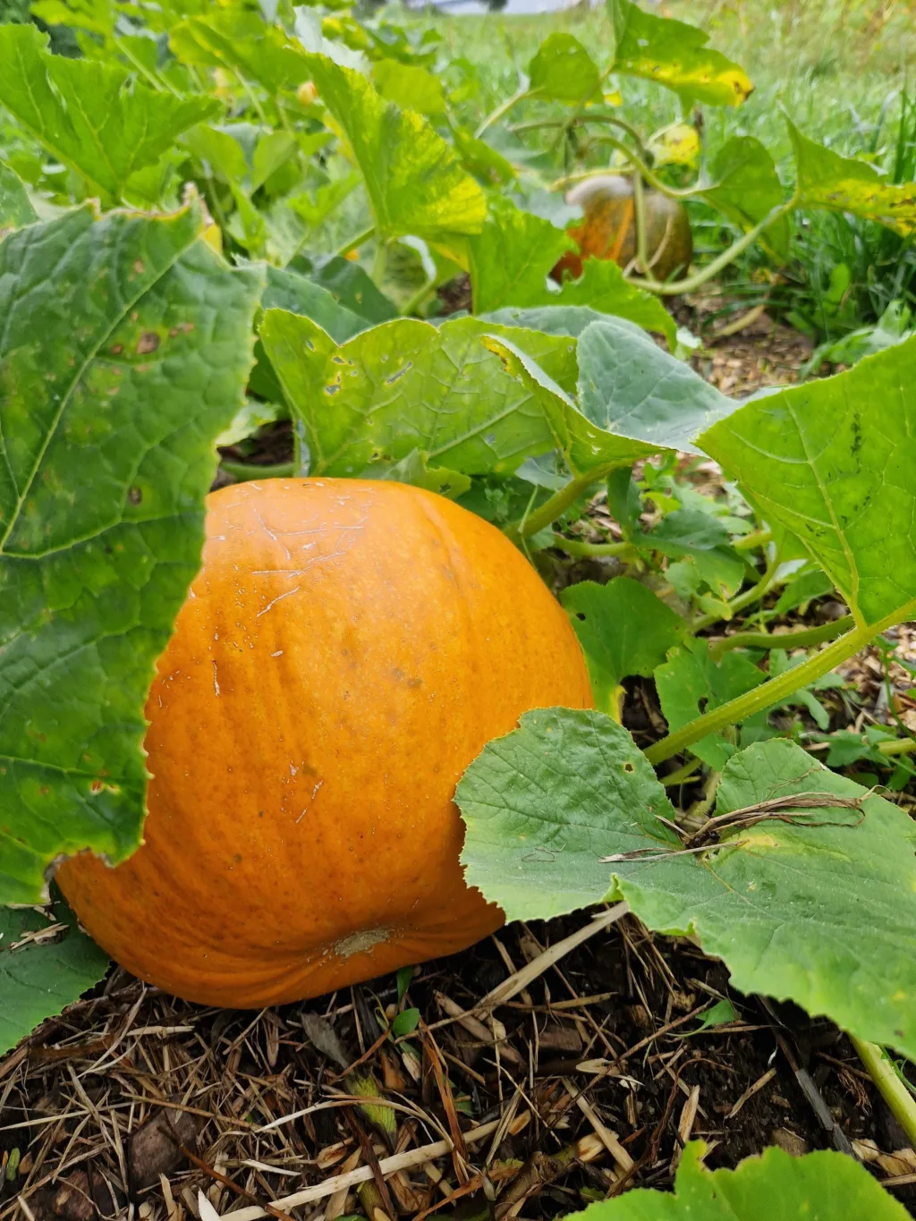 EU har et mål om 25 % økologisk jordbruksareal i 2030. Dette krever også økt forbruk av økologisk formeringsmateriale.