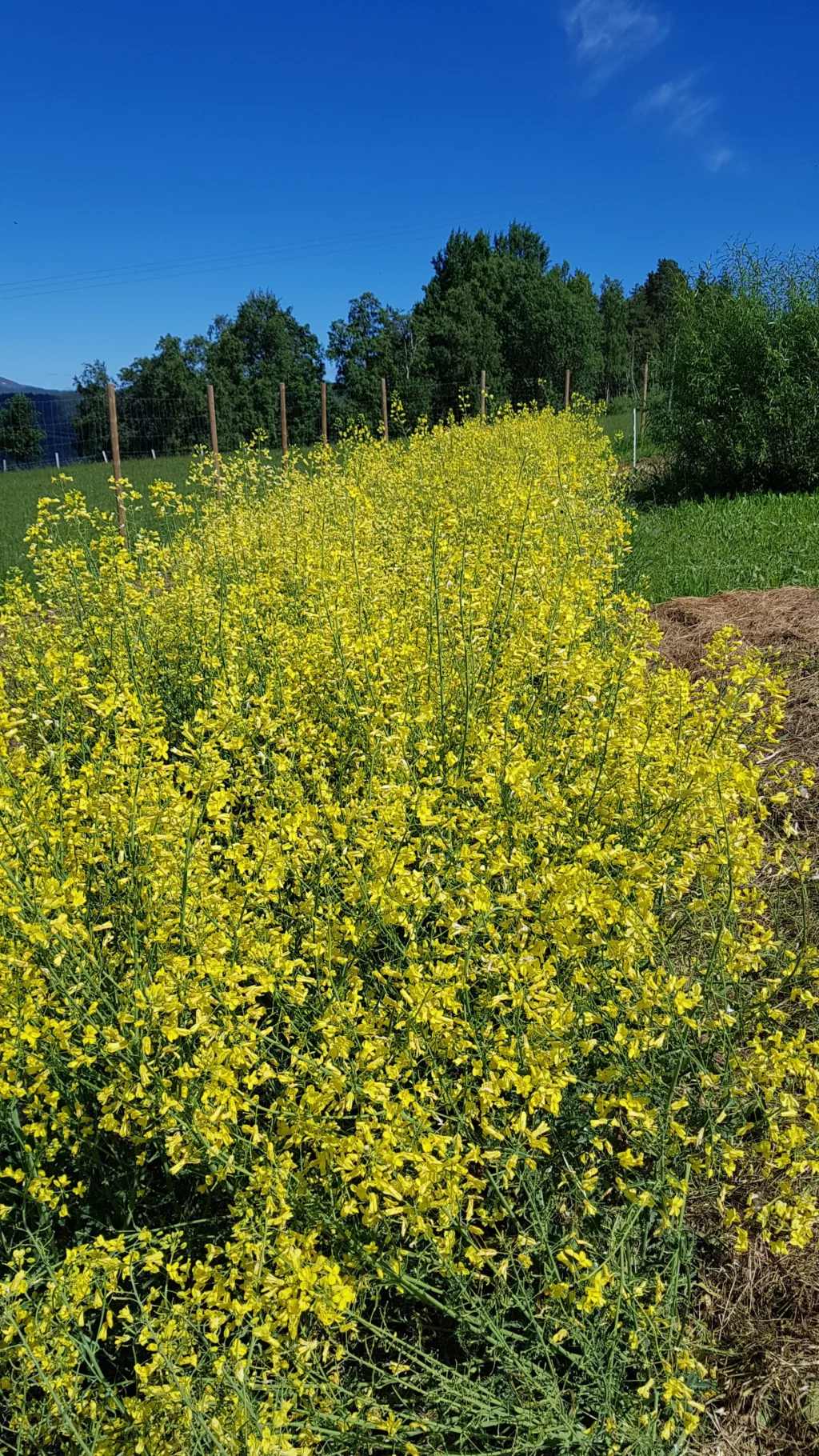 Grønnkål i korsblomstfamilien setter frø andre leveår