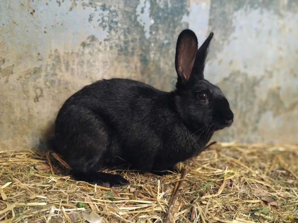 Trønderkanin er en bevaringsverdig rase. Trønderkanin er en bevaringsverdig rase.