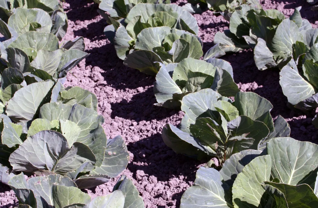 Høstkål og vinterkål kan nyttiggjøre seg av mer langsomtvirkende gjødsel, som for eksempel talle, men også for disse er det viktig med en god forkultur. Kålhodene kan bli veldig kompakte om de får for lite gjødsel.