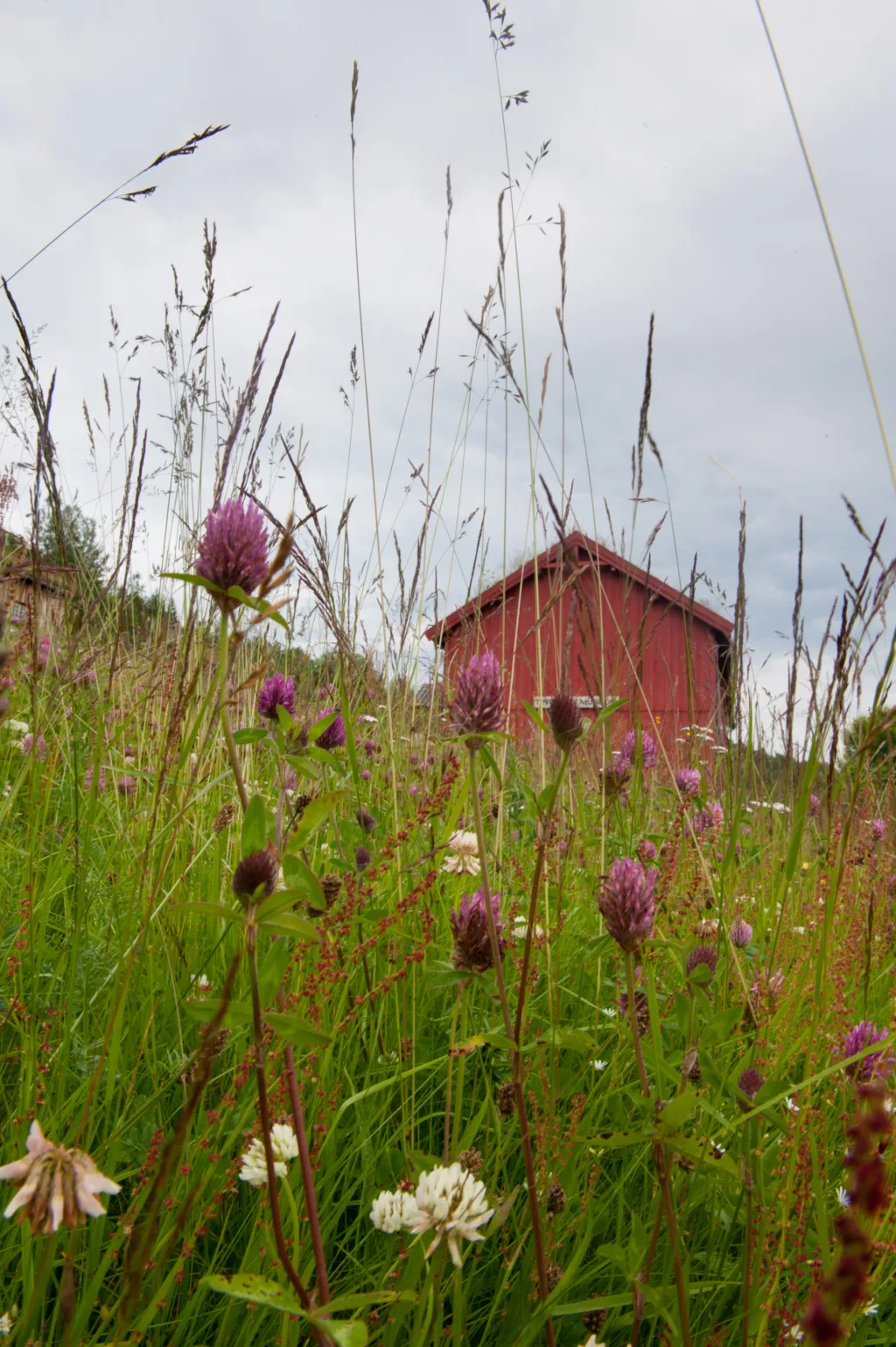 Forskere anser økologisk landbruk som en metode til å redusere de negative effektene av landbruk på det biologiske mangfoldet.