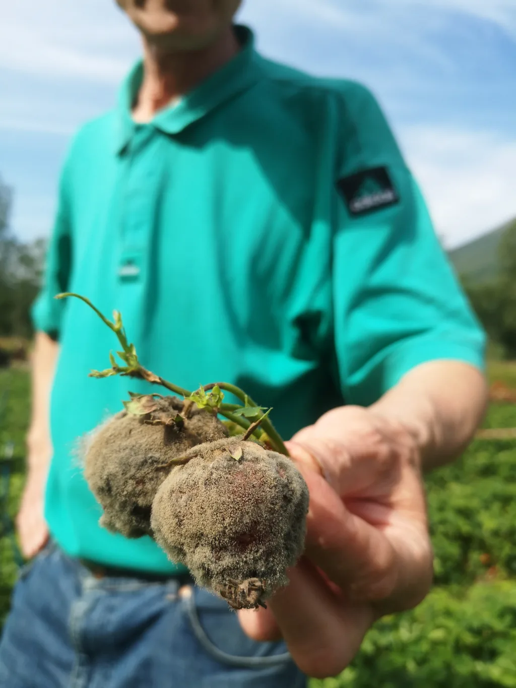 Gråskimmel på jordbær Gråskimmel på jordbær