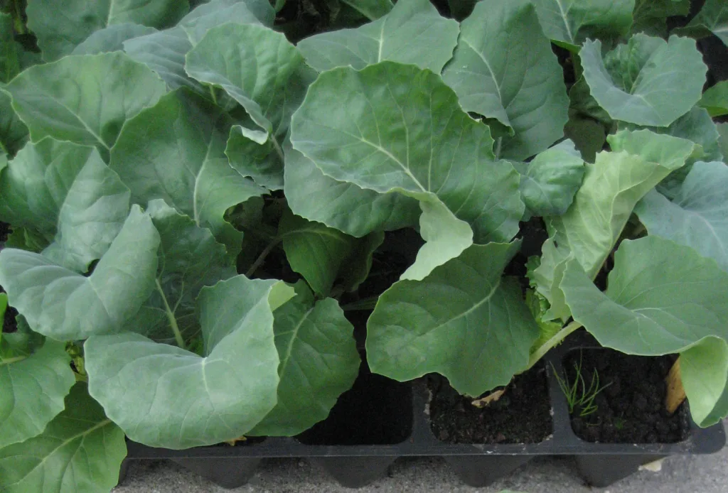 Gode småplanter er friskt grønne, tette og lubne.