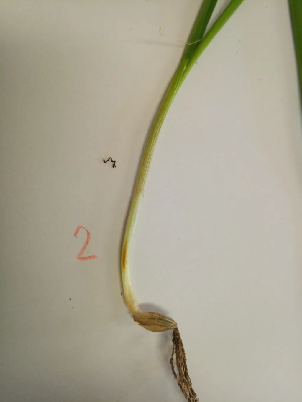 Primærsymptomer på byggbrunflekk ble vurdert for å se om krabbeskallet kunne styrke plantenes motstandskraft. Primærsymptomer på byggbrunflekk ble vurdert for å se om krabbeskallet kunne styrke plantenes motstandskraft.