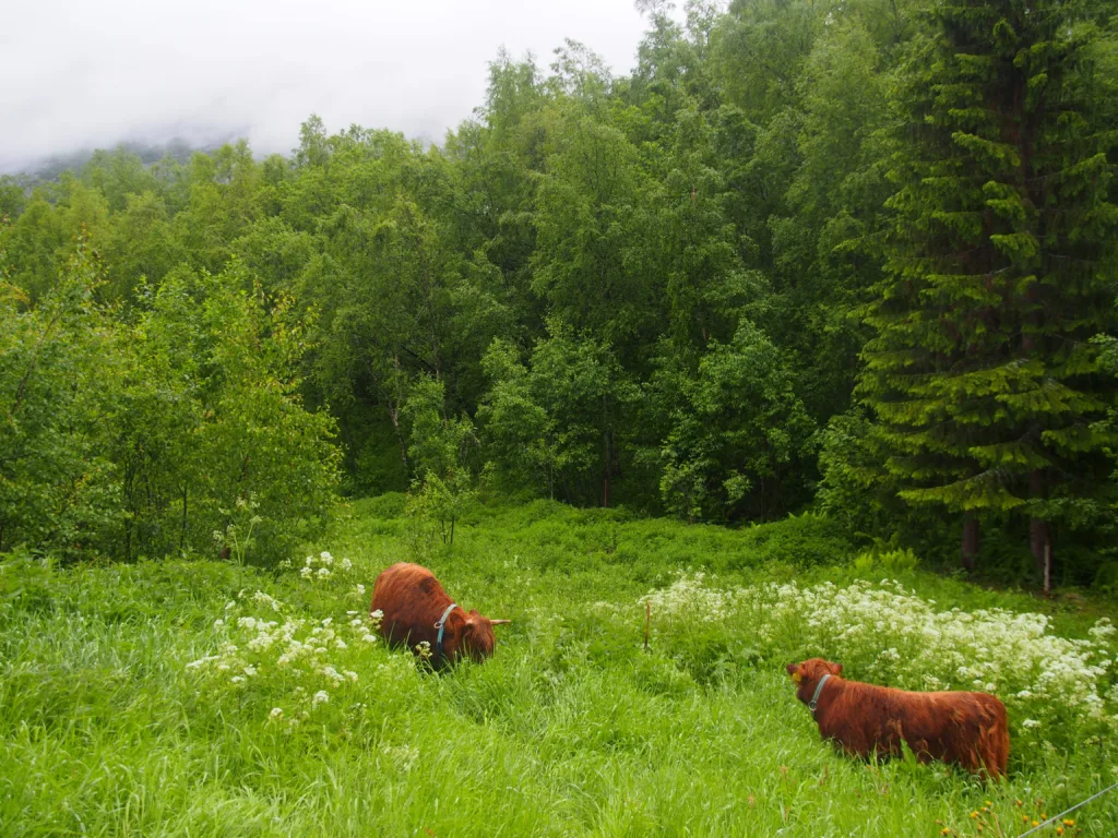 STORFE: Det hele startet med to innkjøpte høylandsfe. Videre er det kjøpt til kalver av sidet trønder- og nordlandsfe.