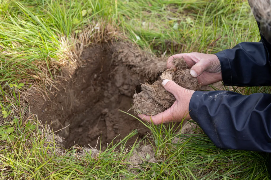 JORDART: Flere jorder i dalen har et stort innslag av sand og silt. I år har de kalket og direktesådd med kløver på noen arealer. I tillegg tar de imot hestemøkk fra den lokale rideskolen og forsøker å bruke det som jordforbedring.