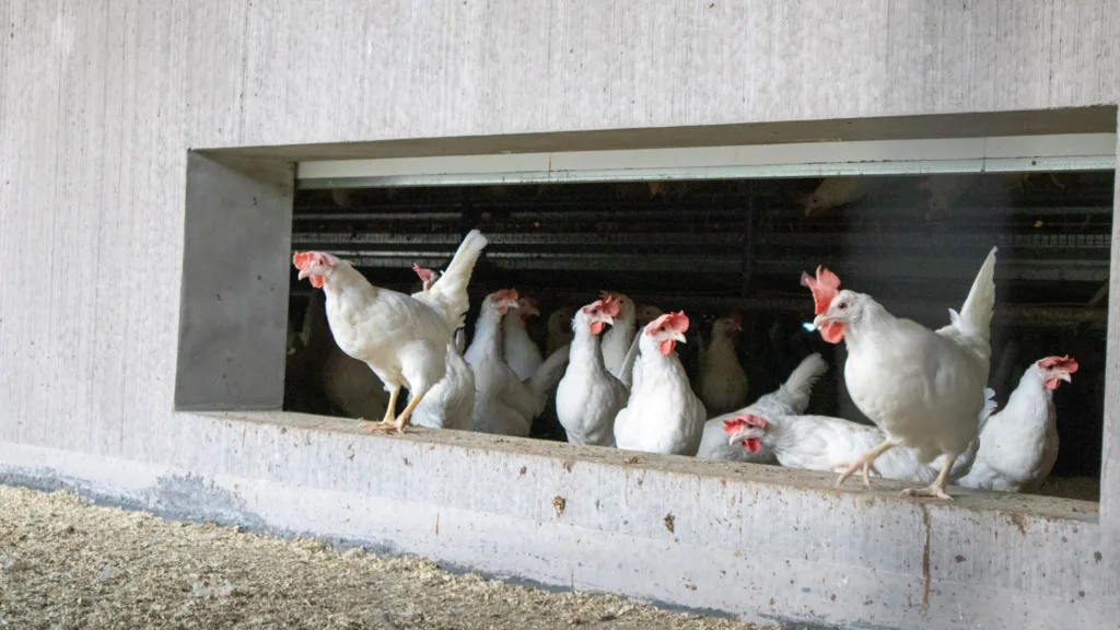 Det er flere utganger fra fjøset, hvor de først kommer ut på en overbygd veranda. Foto: Rosann Johanssen