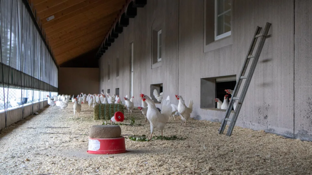 Hønene trives godt ute på verandaen, hvor de får naturlig lys og frisk luft i tillegg til god plass og miljøberikelser. Foto: Rosann Johanssen