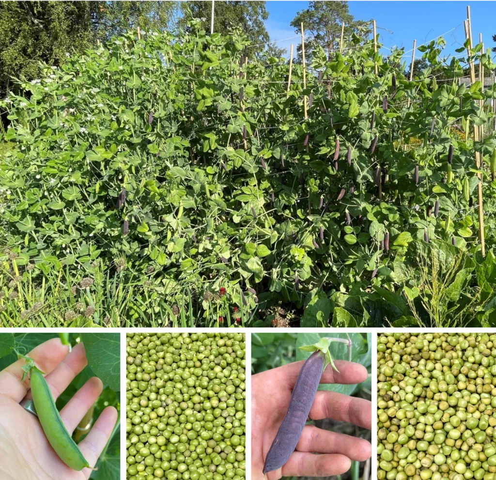 Pillerten 'Jærert' (t.v) og margerten 'Blauwschokker' (t.h) ga høye avlinger i studien "Proteinhagen" på Tingvoll gard