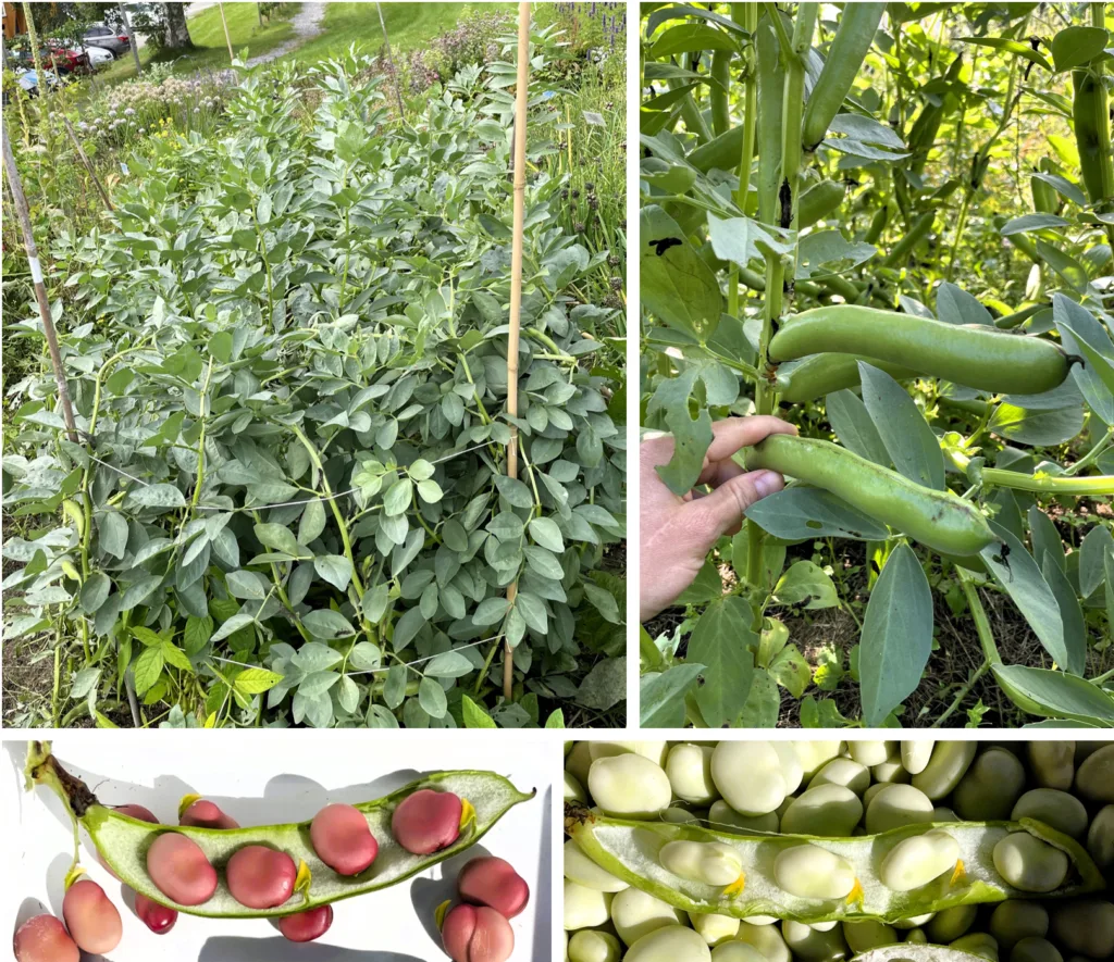 Bondebønne 'Karmazyn' og 'Ratio' ga høye avlinger i forsøket på Tingvoll gard på Nordmøre.