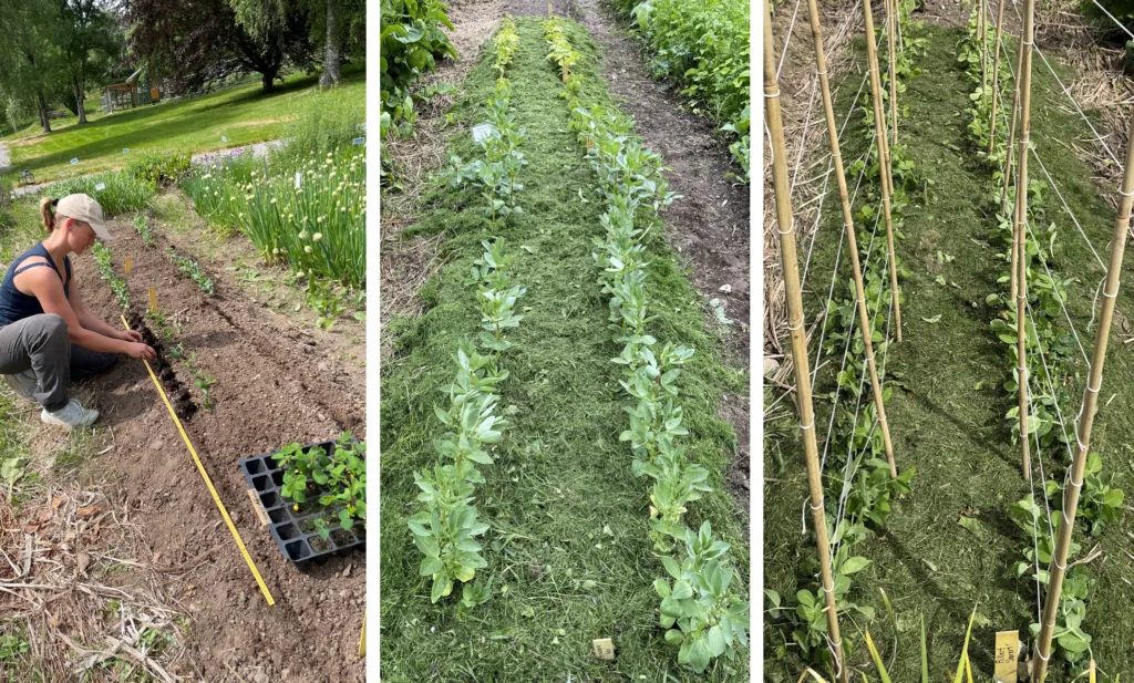 Studien "Proteinhagen" på Tingvoll gard. Ertene og bønnene ble forkultivert inne i tre uker før de ble plantet ut