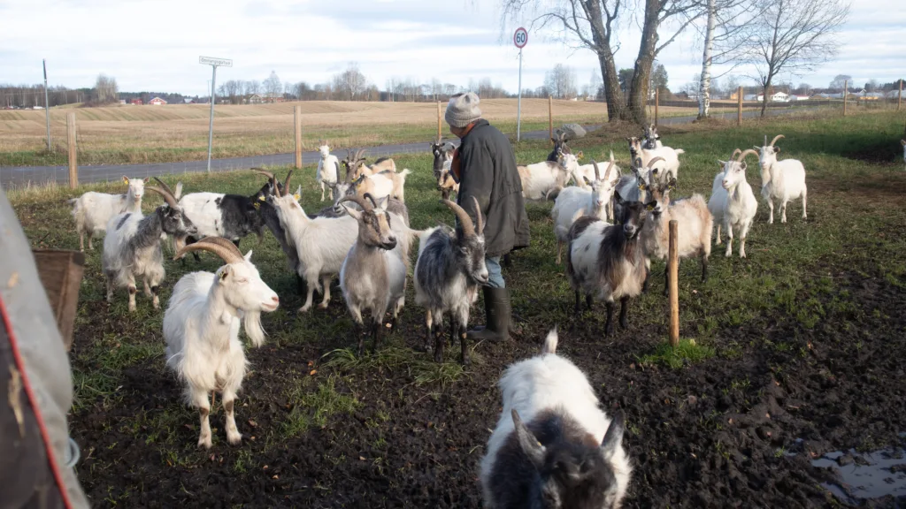 Geitene får noen timer utendørs hver dag, fram til snøen kommer. På høsten har de selskap av en geitebukk. Foto: A.-K. Løes
