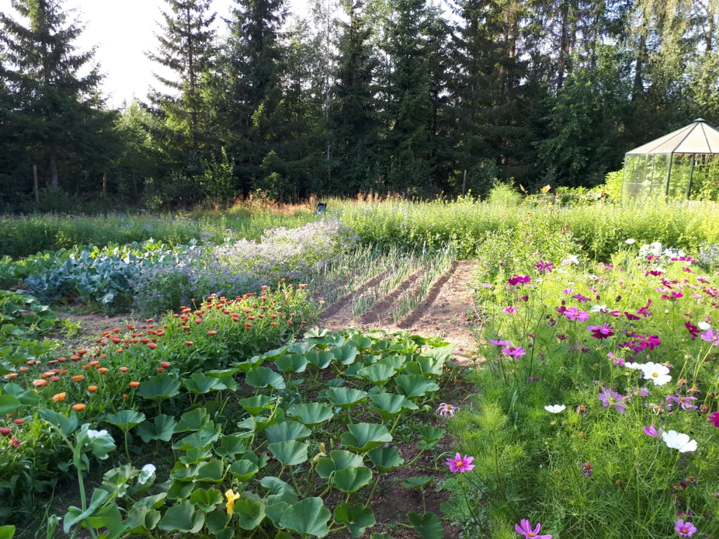 Det er en allsidig grønnsakdyrking på Solhagen. Foto: Loes van Alphen