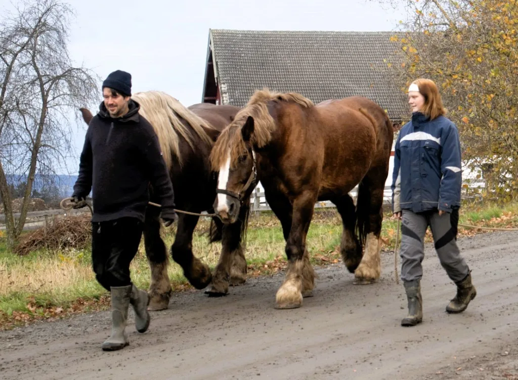 Hestene får noen siste dager på beite før vinteren kommer