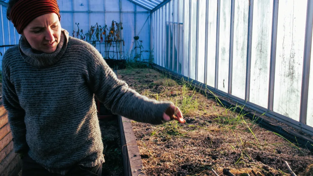 Eva viser bedene i oppalsdrivhuset, med god arbeidshøyde. Kornavrens er brukt som jorddekke