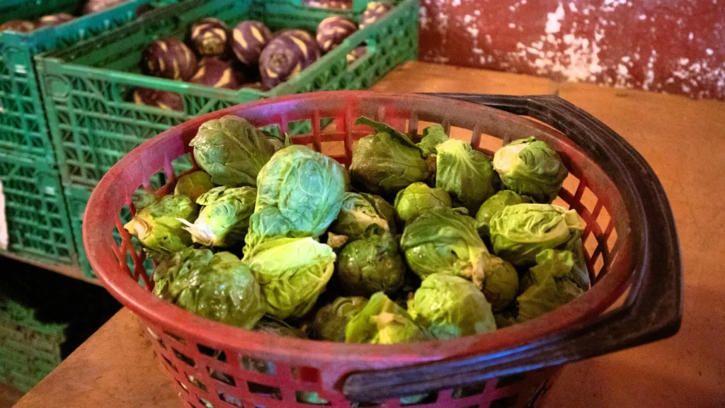 Rosenkål vokser seint og er en eksklusiv grønnsak. I kassene bak er det lilla knutekål, pusset og klar for salg