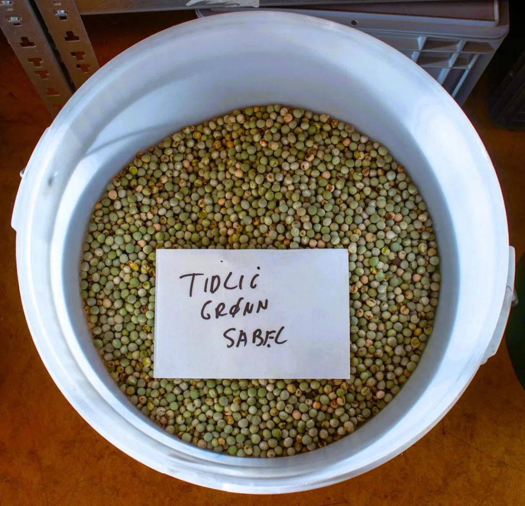 Den norske ertesorten tidlig grønn sabel ferdig renset