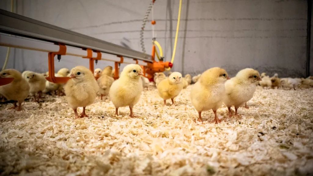 Daggamle saktevoksende ranger gold-kyllinger som nettopp har kommet fra Nortua til Tjerne gård. Foto: Rosann Johanssen