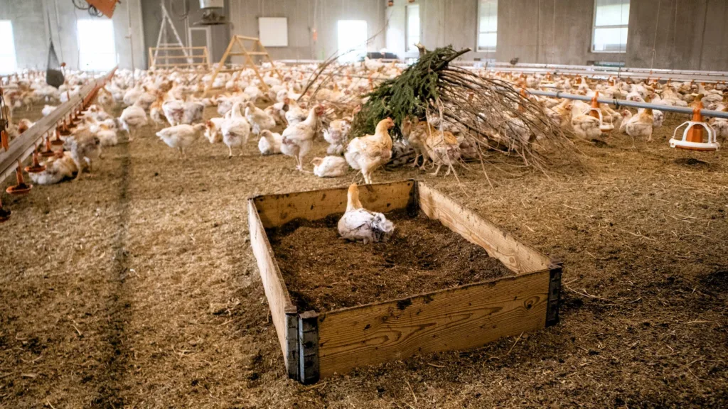 De økologiske kyllingene på Tjerne gård har god plass og mange miljøberikelser, her er det en kylling som ligger i torvbad. Foto: Rosann Johanssen