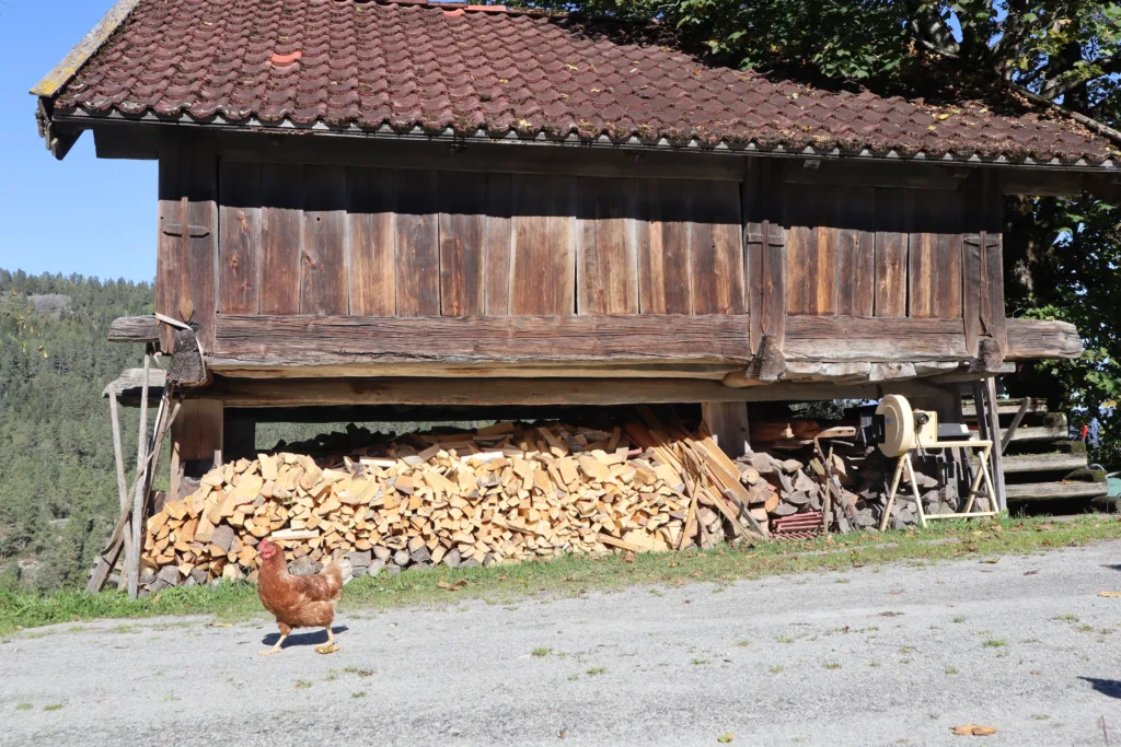 På Tjønnås kan du sparke småstein med høna og samle tankene dine, hvis det er det du har behov for. Foto: Rose Bergslid