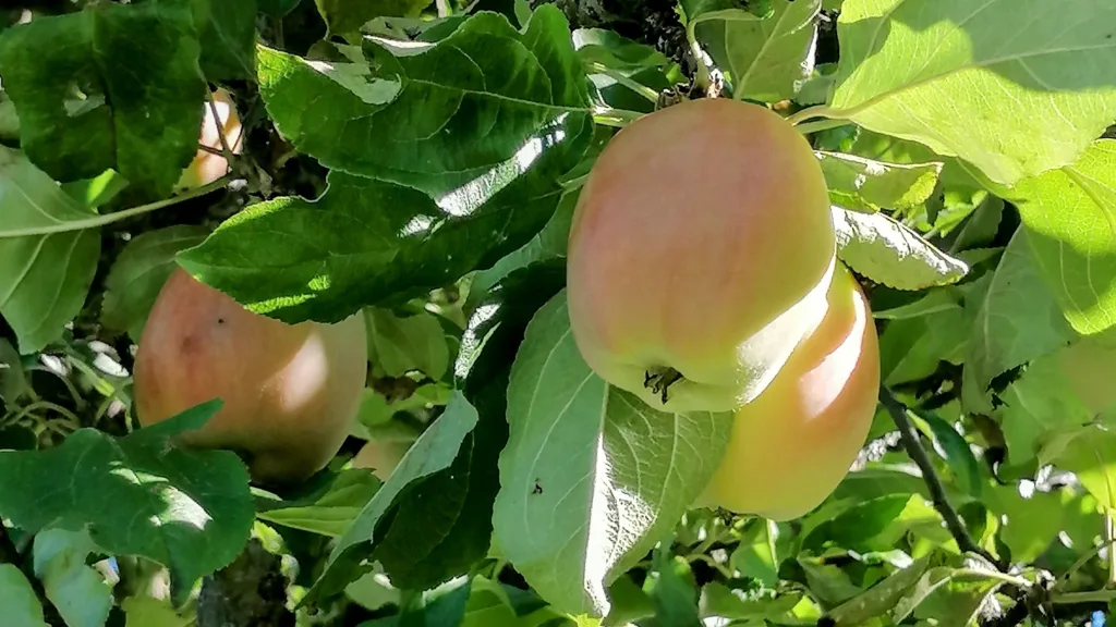 Åkerø-epler, med sin karakteristiske delikate rødfarge, er å finne i Norges minste øko-sertifiserte eplehage. De første Åkerø-trærne kom fra Sverige til Norge i 1860-åra. Det er ikke usannsynlig at det også var på 1800-tallet at sorten kom til Tjønnås. Foto: Liv Birkeland