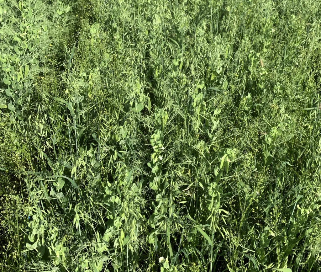 I frøblandinger kan fordelingen av tørrstoff eller vekstrytmen endres, noe som igjen kan påvirke avlingen. Konkurransen mellom planter endrer seg også i løpet av vekstsesongen. Konkurransen påvirkes spesielt av bestandens tetthet og miljøfaktorer, men også av såtidspunkt og stoffer som plantene utskiller (allelokjemikalier)