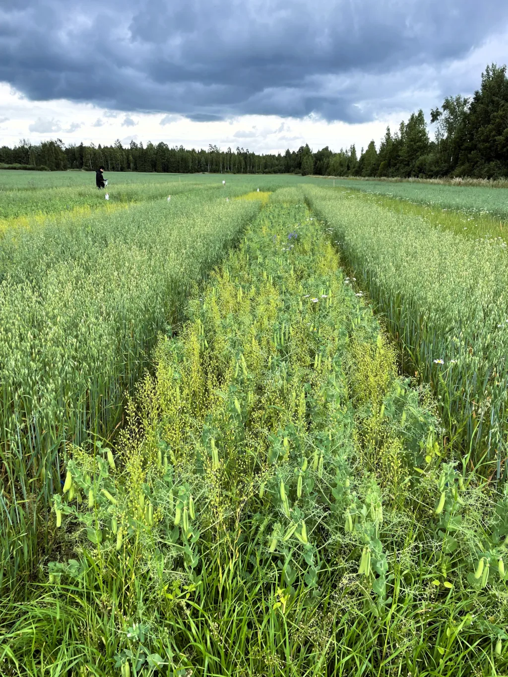 Effektiviteten av næringsstoff- og lysutnyttelse er ofte bedre i frøblandinger enn i reinbestand. I frøblandinger reduseres ofte ugrasveksten, samtidig som vannfordampingen fra jorda reduseres. Ved planlegging av blandinger bør man vurdere for eksempel strukturen til røttene og de overjordiske delene, samt tidspunktet for næringsbehov for å minimere konkurranse
