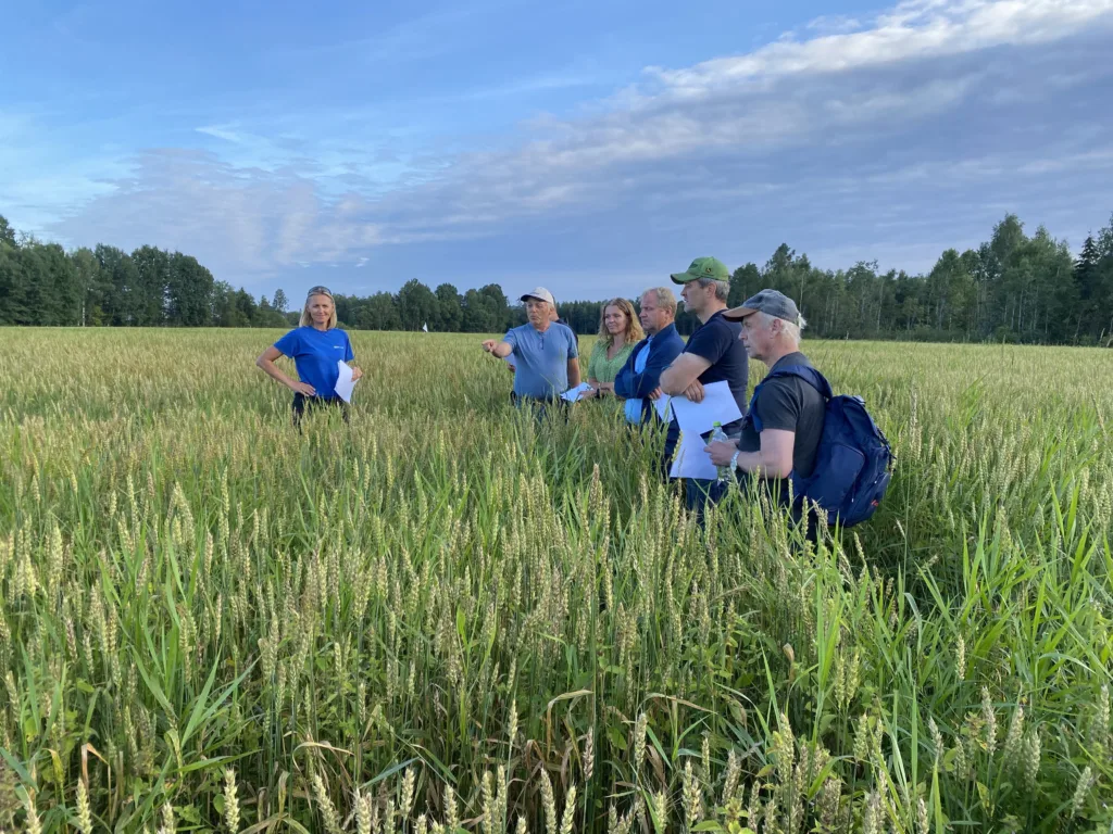 Markdag i vårhvetefelt