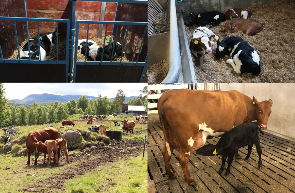 Bildene viser de ulike systemene for hold av melkeku og kalv: Kalver holdt individuelt, kalver holdt i grupper, kalver holdt med ammetanter (2-4 kalver per ku), og kalv sammen med egen mor.