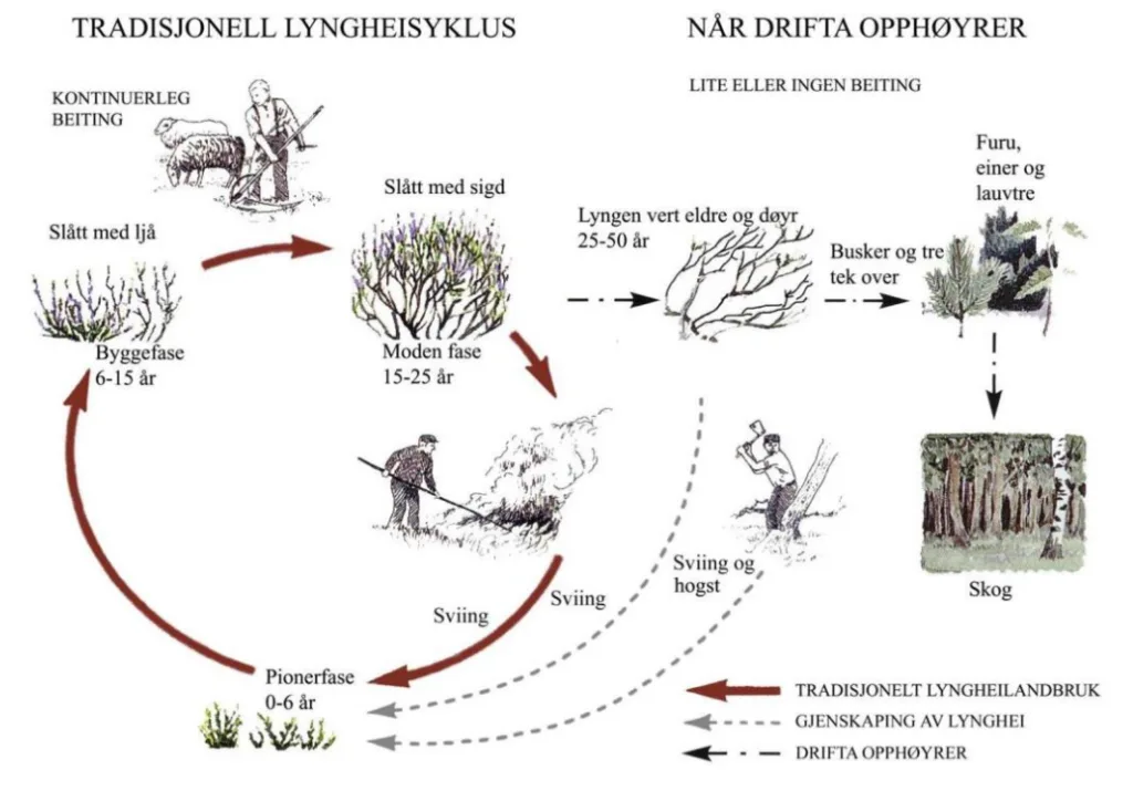 Lyngheisyklusen med pionerfase, byggefase og moden fase, og med degenererende fase og suksesjon når drifta opphører. Illustrasjon av Kaland og Isdal, 2002. Lyngheisenteret. Lyngheisyklusen med pionerfase, byggefase og moden fase, og med degenererende fase og suksesjon når drifta opphører. Illustrasjon av Kaland og Isdal, 2002. Lyngheisenteret.