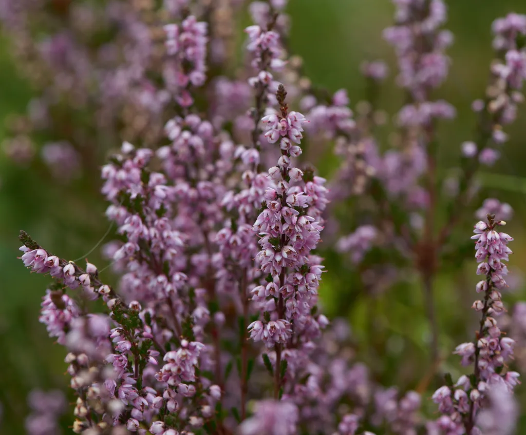 Røsslyng (Calluna vulgaris) Røsslyng (Calluna vulgaris)