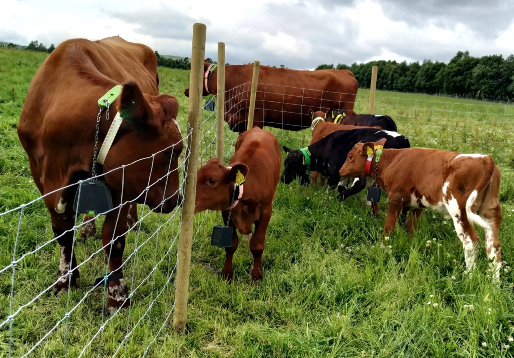 Bilde 2. I uke 7-8 hadde ku-kalv-parene i CC-behandlingen kontakt gjennom et gjerde, untatt i periodene de var sammen etter melking morgen og kveld
