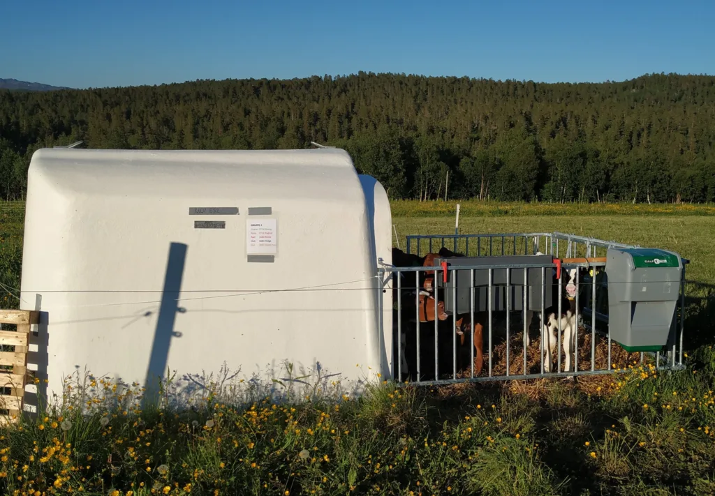 Bilde 3. Hver kalvegruppe hadde tilgang til en kalvehytte på beite. Her vises den ene gruppa hvor kalvene ble skilt tidlig fra kyrne og fikk melk fra melkebar