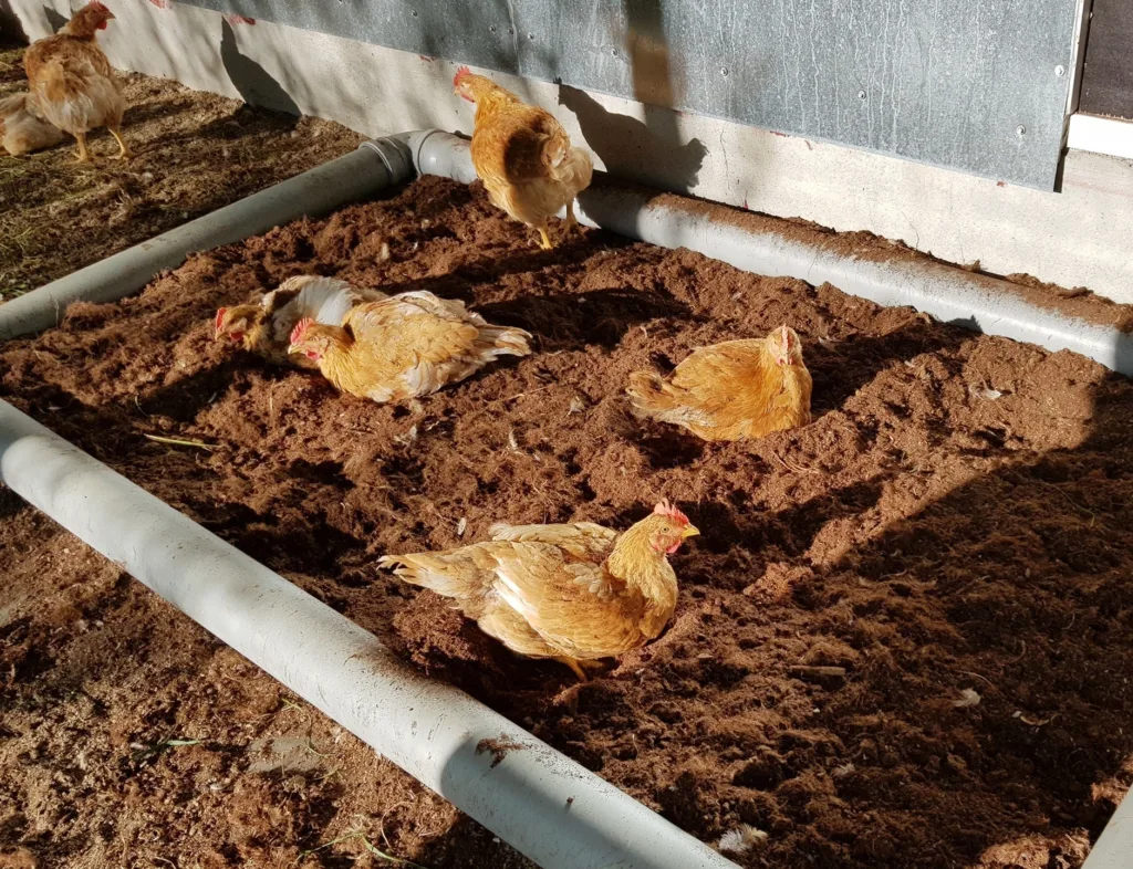 Det er fortsatt vanlig å bruke strøbad av torv til fjørfe. Dette bilde viser økologiske slaktekyllinger i torv Det er fortsatt vanlig å bruke strøbad av torv til fjørfe. Dette bilde viser økologiske slaktekyllinger i torv