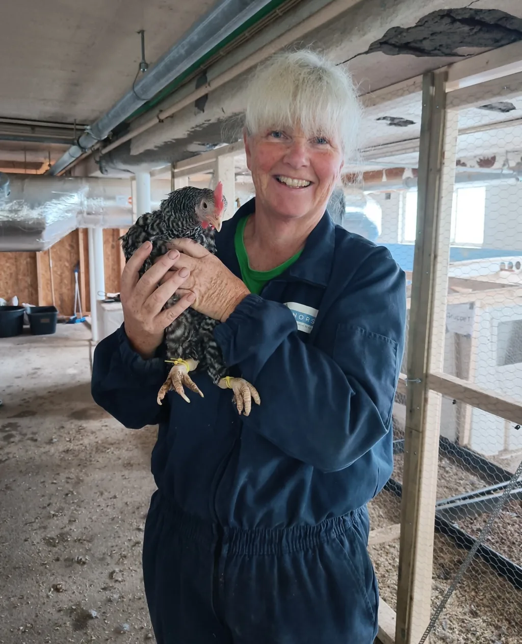 Hønene i pilotforsøket med jevnlig håndtert i forbindelse med veiing og helseundersøkelser, her med forsøkstekniker Peggy Haugnes Hønene i pilotforsøket med jevnlig håndtert i forbindelse med veiing og helseundersøkelser, her med forsøkstekniker Peggy Haugnes
