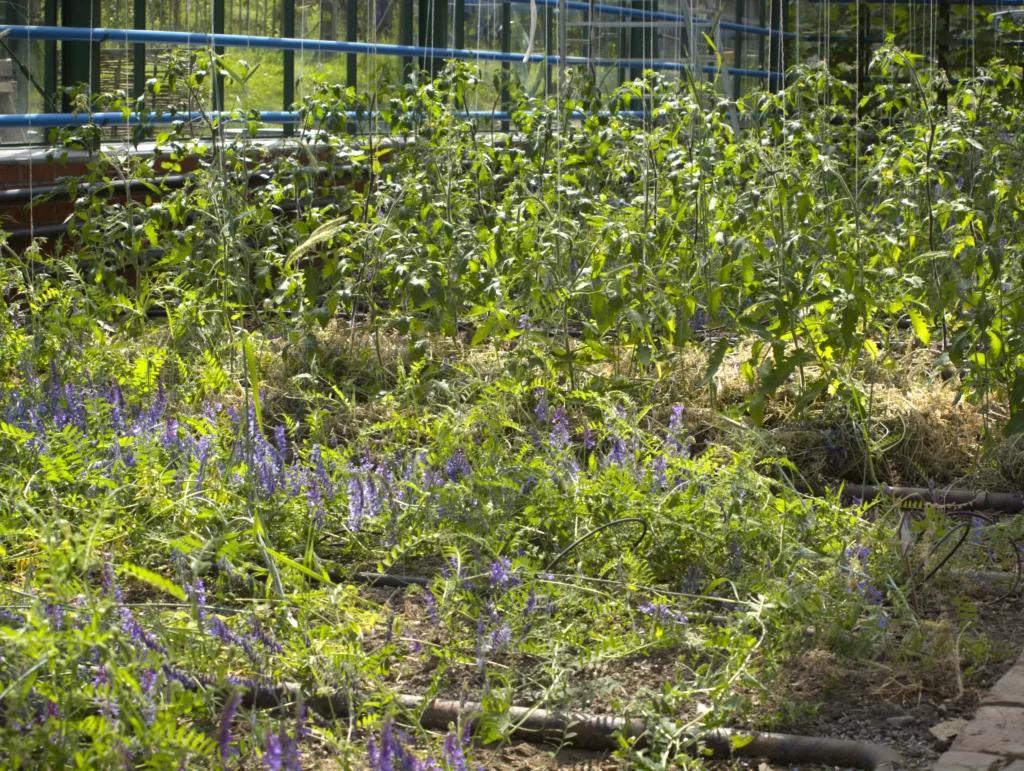 Vikke og svedjerug brukes som grønngjødsel. Avklippte planterester blir til gødsel for de voksende tomatplantene