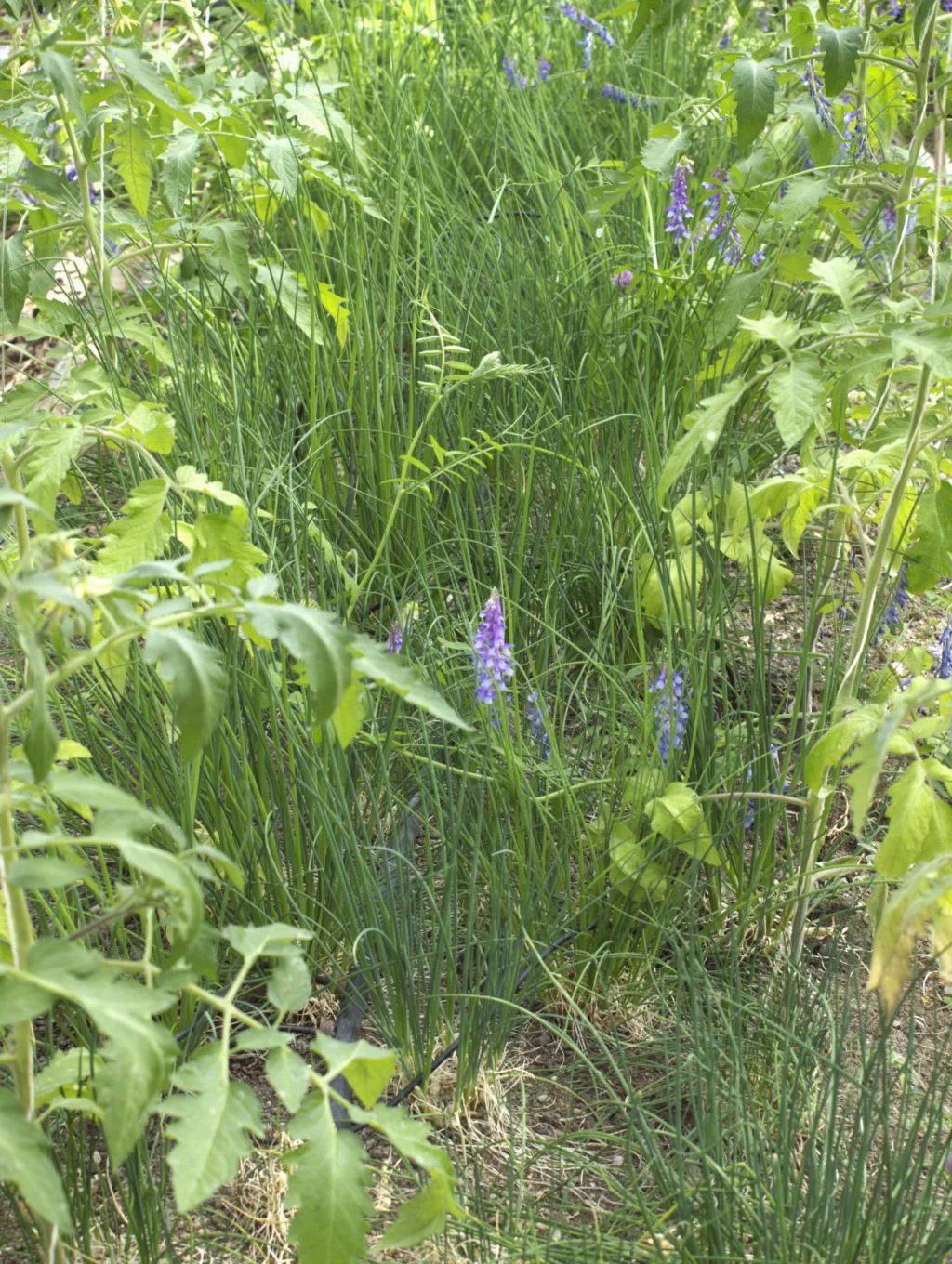 Samplanting: Målet er å ha minst tre ulike arter i et bed. Her dyrkes gressløk som underkultur til tomatene.