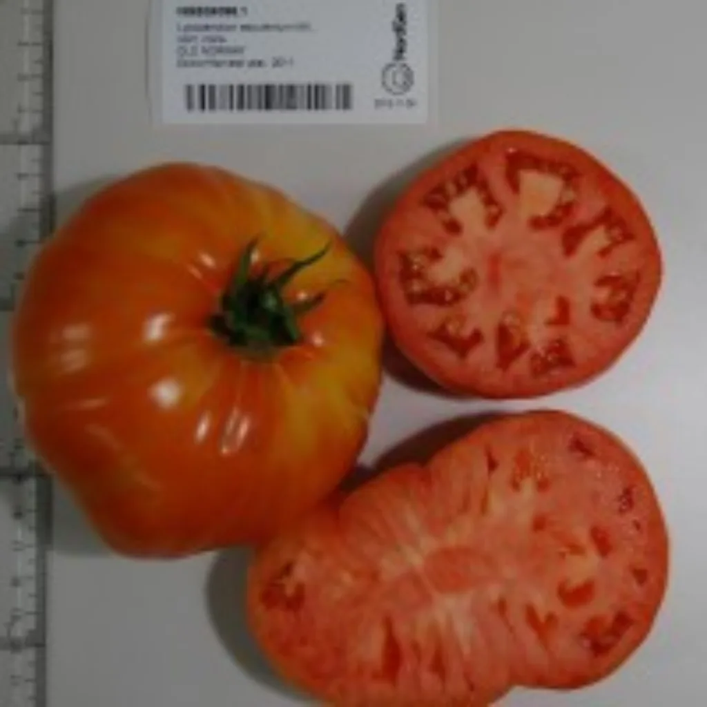 Bifftomaten ‘Old Norway’ er én av flere tomatsorter som dyrkes på Ramme.